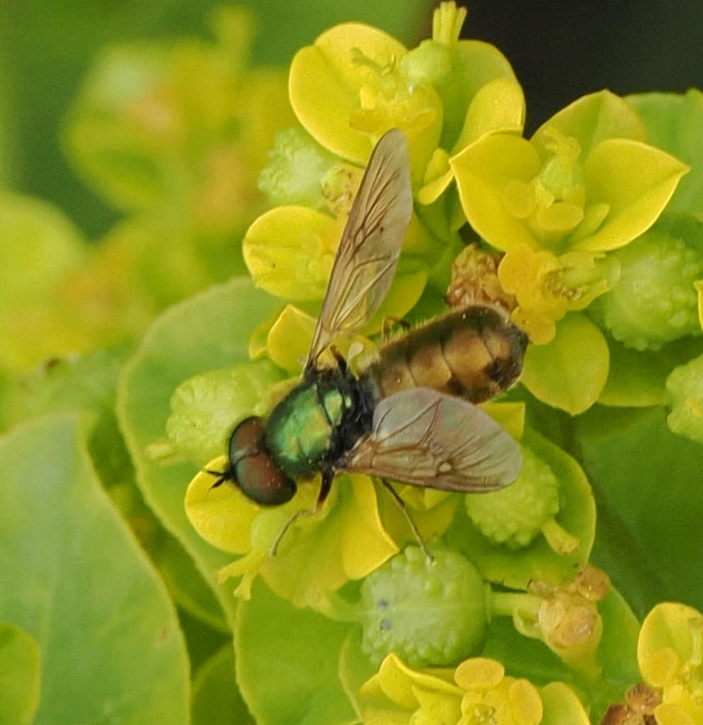 Chloromyia-formosa